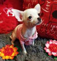 Chihuahua mini sunia