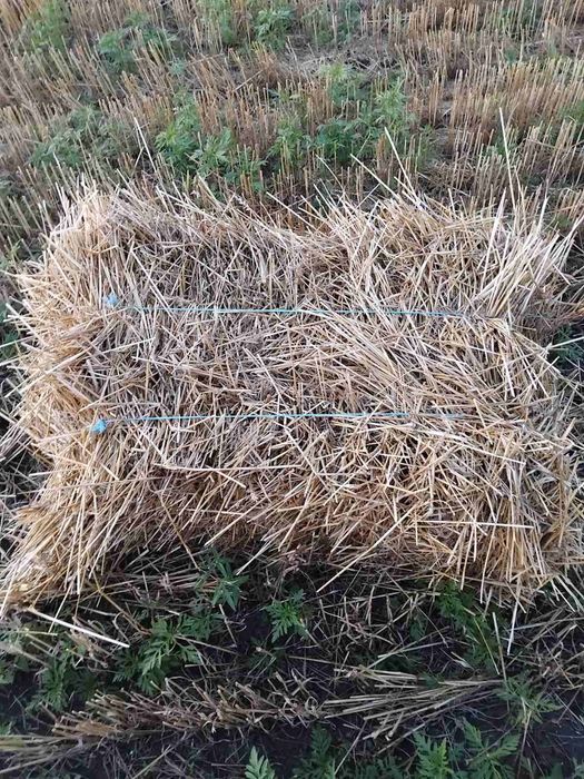 Солома в тюках урожай 2025