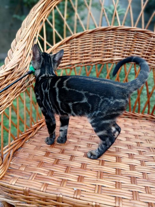 Эксклюзивный Бенгальский котенок,девочка 4мес