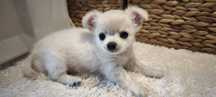 Chihuahua długowłosa biało kremowa