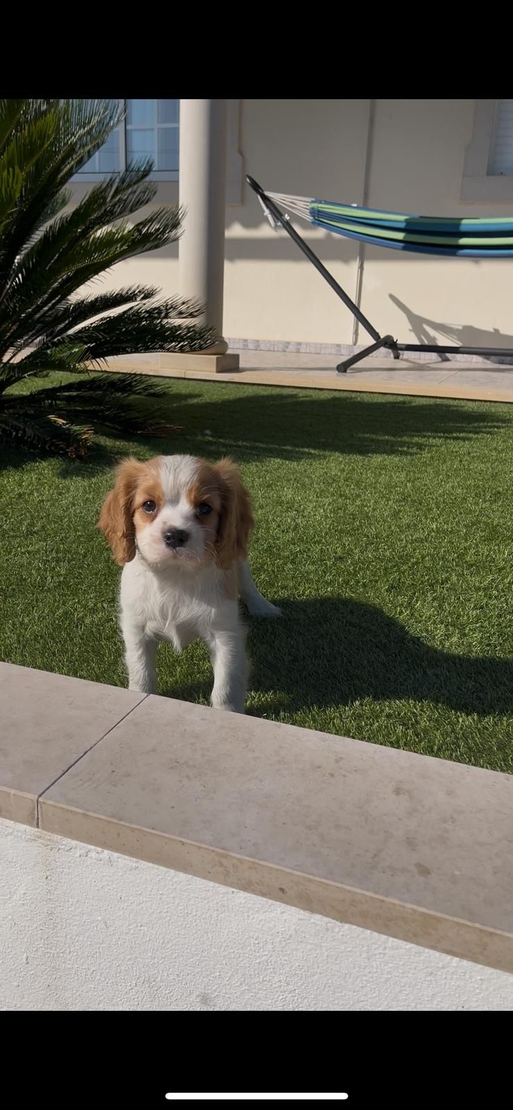 cavalier king charle macho