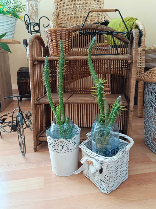 Kaktusy sukulenty różne zapraszam