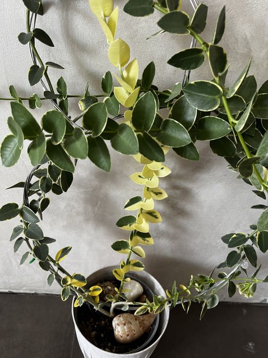 Хойя Cumingiana alba камінджиана альба