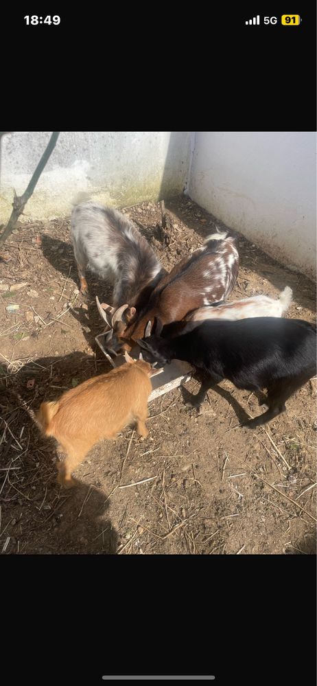 Casal de cabras anas