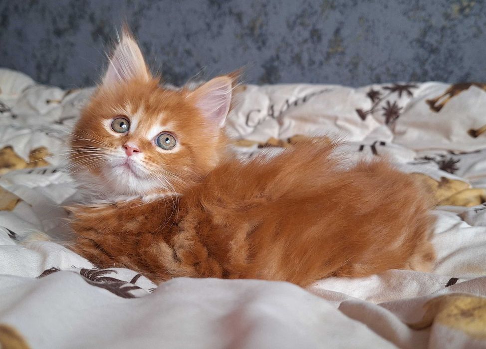 Шикарная девочка Мейн Кун