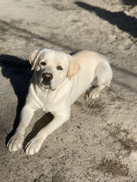 Вязка.Лабрадор 3 года с документами.