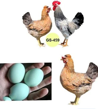 Інкубаційне яйце Домінант Чубатий