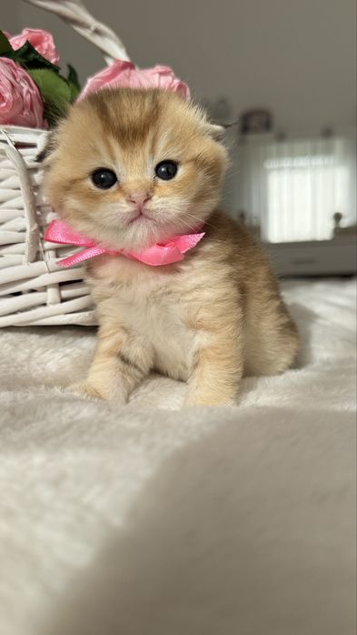 Kotka Szkocka Złota. Scottish fold. Do rezerwacji