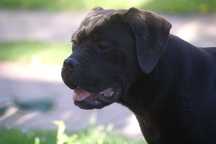 Cane Corso FCI suczka, zagraniczne krycie, wyjątkowa psychika