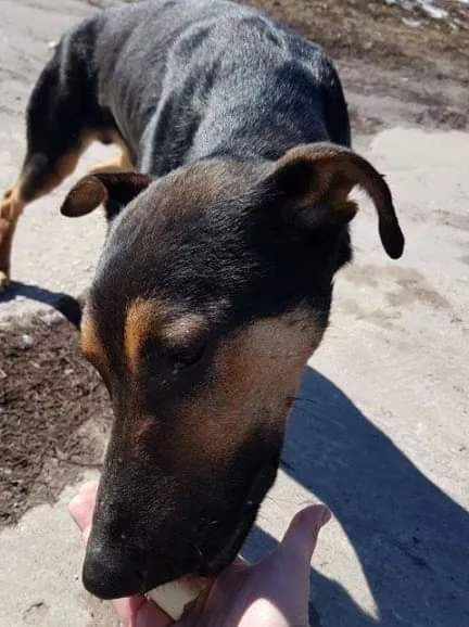 Niuniek do adopcji!