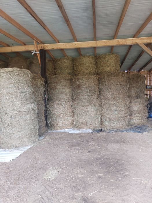 Siano w belach tegoroczne