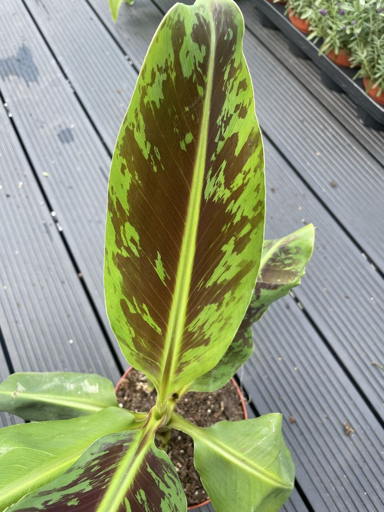 Bananowiec cavendish variegata