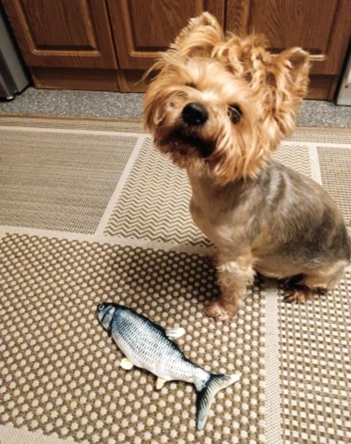 Намордник для маленькой собачки, игрушка рыба.