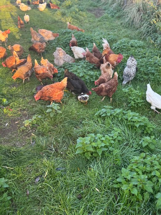 Jajka z wolnego wybiegu