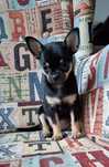Cudny Piesek Chihuahua PRAWEM HODOWLANYM