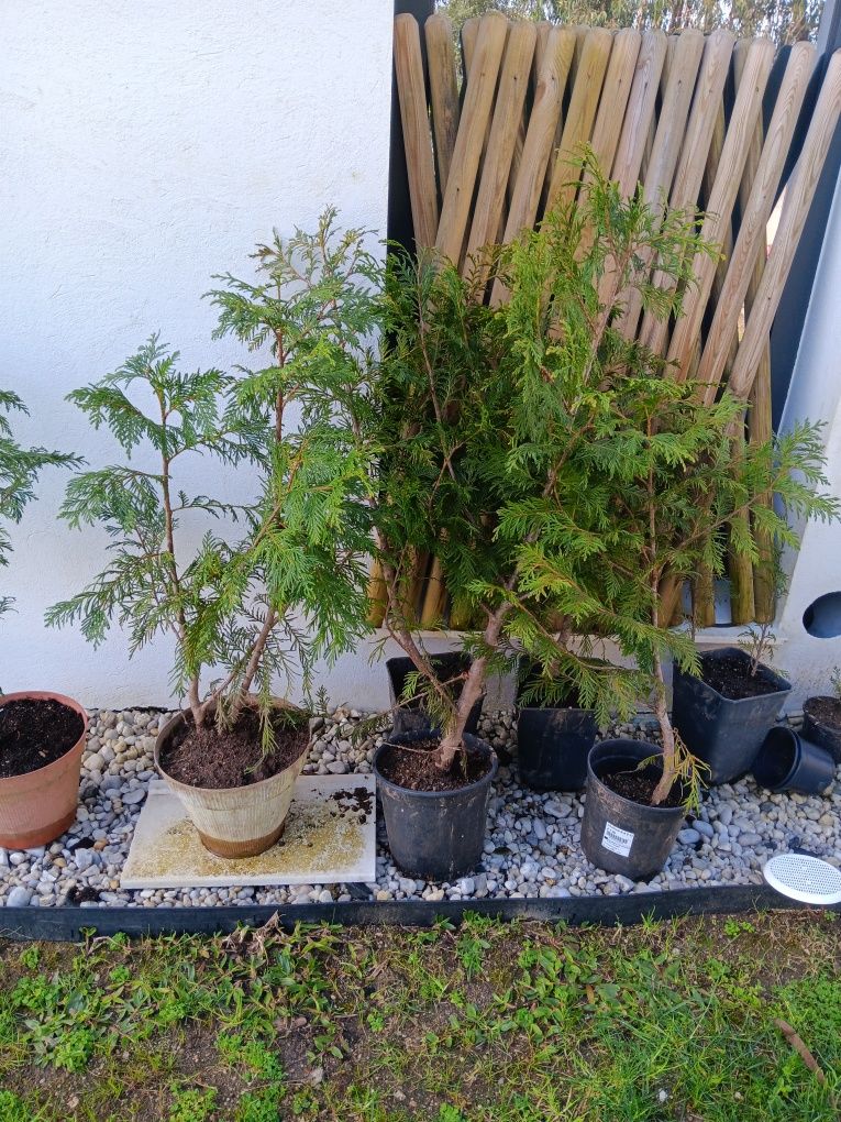 Cedros em vaso com raízes