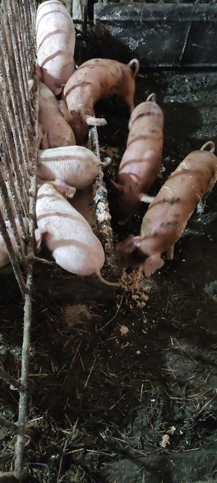 Продам поросята ландрас із пєтреном