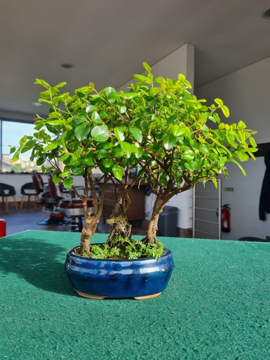 Floresta Bonsai Sageretia