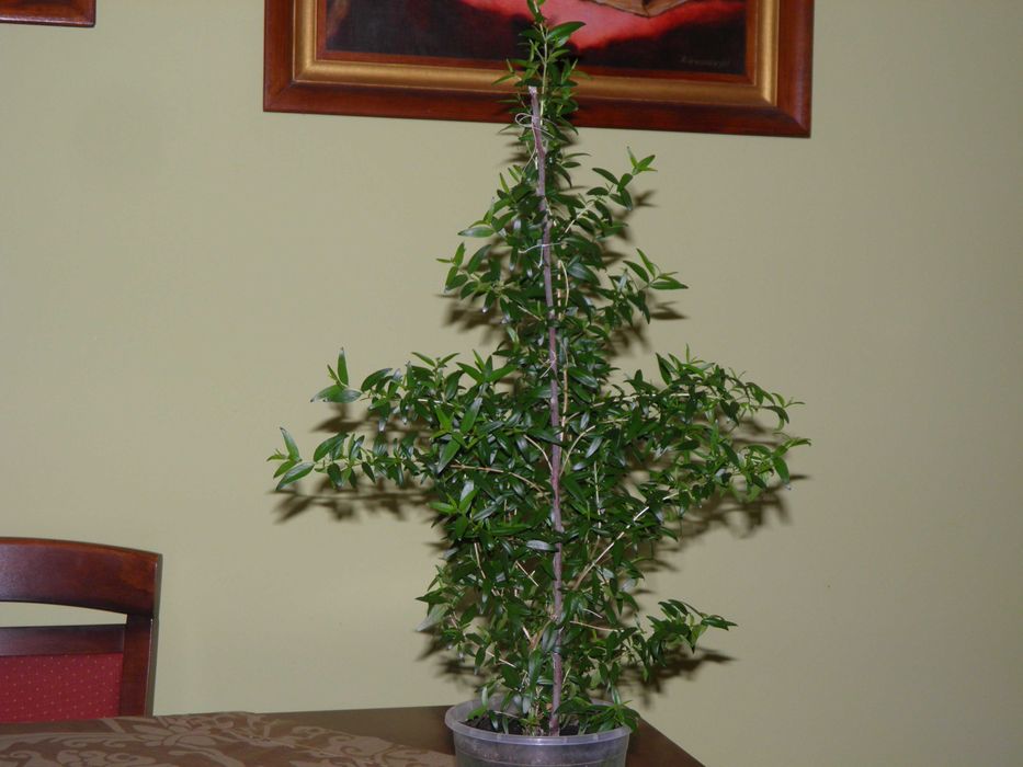 Mirt - zielone wyposażenie wnętrz  - dekoracja