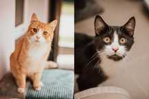 Lemur i Lepek - super duet do adopcji!