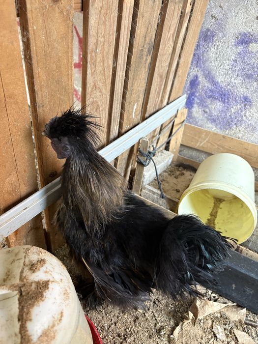 Galos sedosa preto, branco