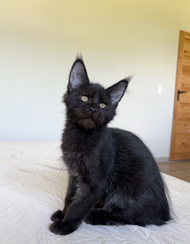 Czarny kocurek Maine Coon