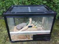 Terrarium okazja weekendowa z częściowy wyposażeniem jak na zdjęciach