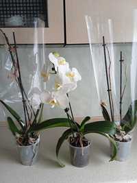 3 żywe kwiaty storczyki phalaenopsis