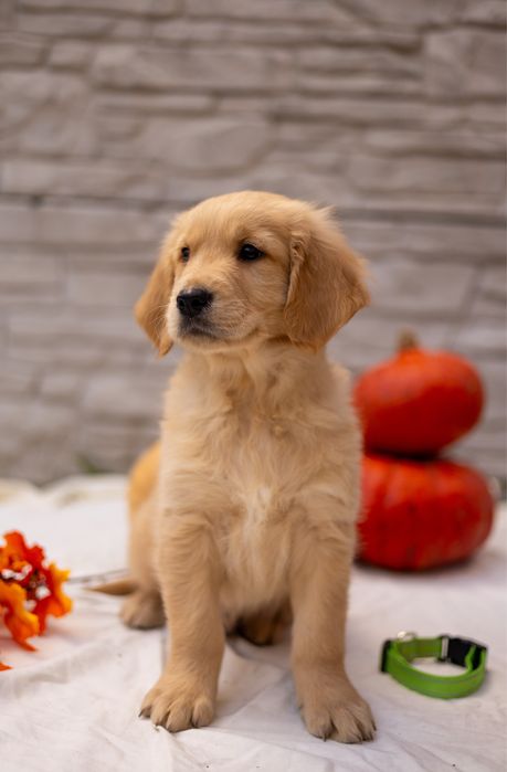 Щенки золотистого ретривера – дети чемпионов!