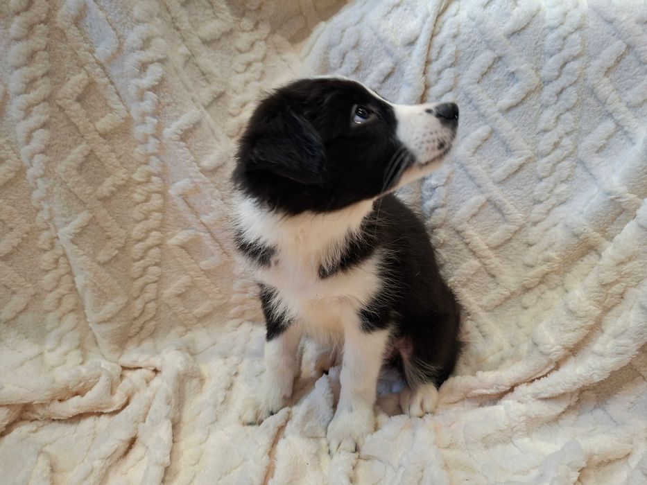 Border Collie  szczeniak suczka czarno-biała :-) piękna:-)