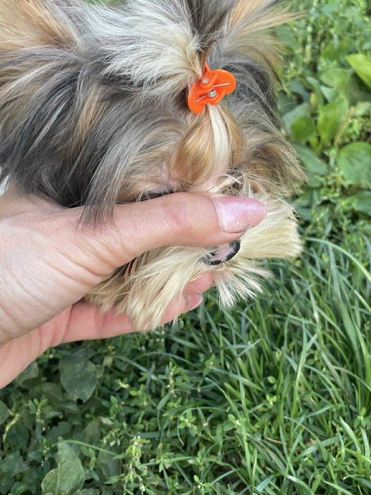 Bluberry yorkshire terrier miniaturka biewer 1 ,20 kg paszport