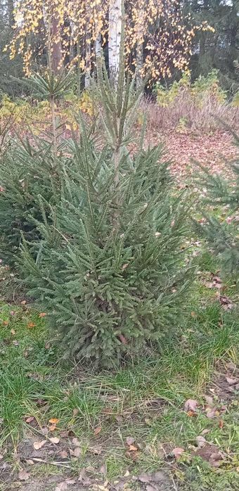 Choinki - Świerki Pospolite