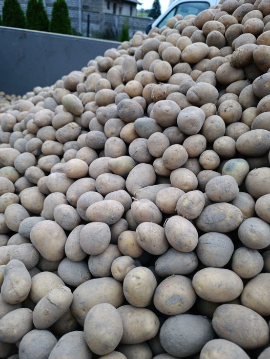 Sprzedam ziemniaki LILI