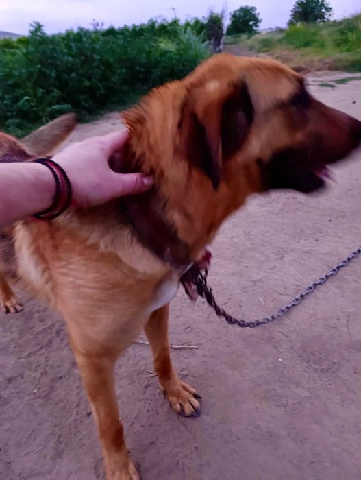 MICHALINA 1,5 cudowna sunia uratowana z łańcucha