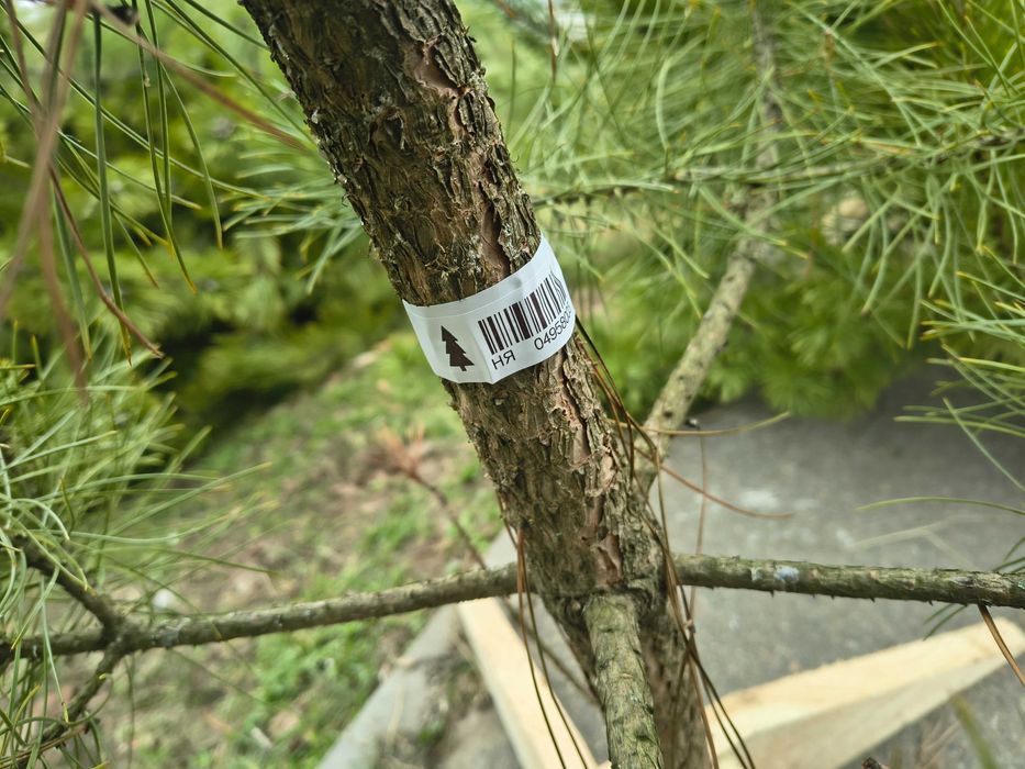 Сосна кримська місто Дніпро опт роздріб