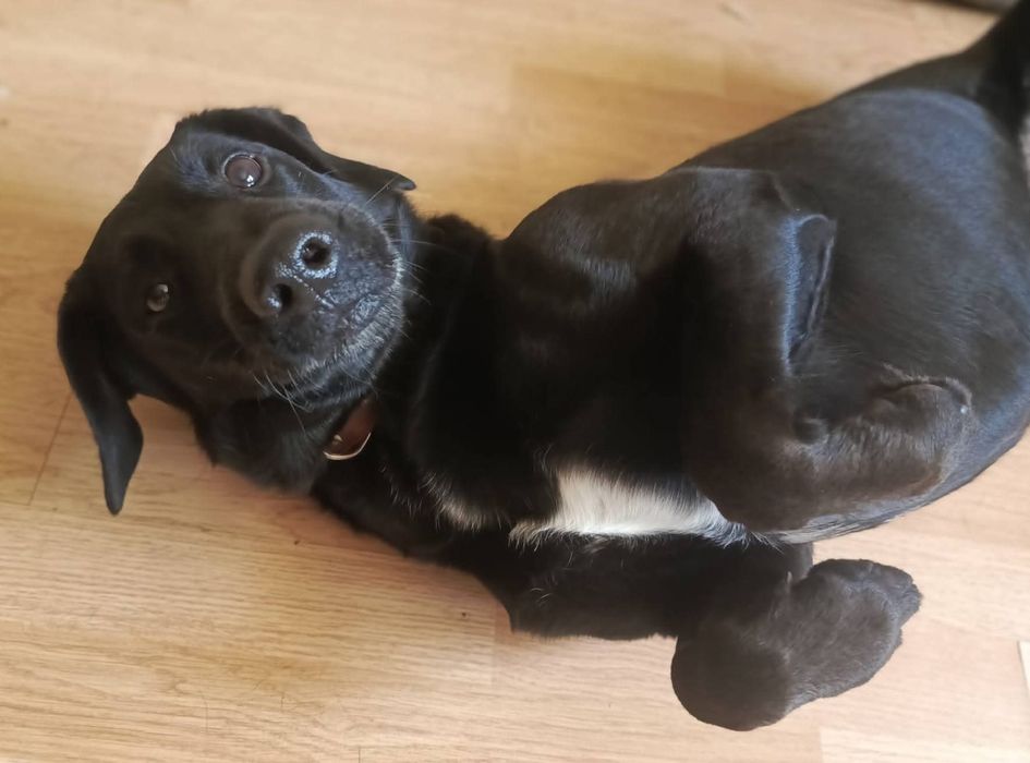 Piesek do adopcji