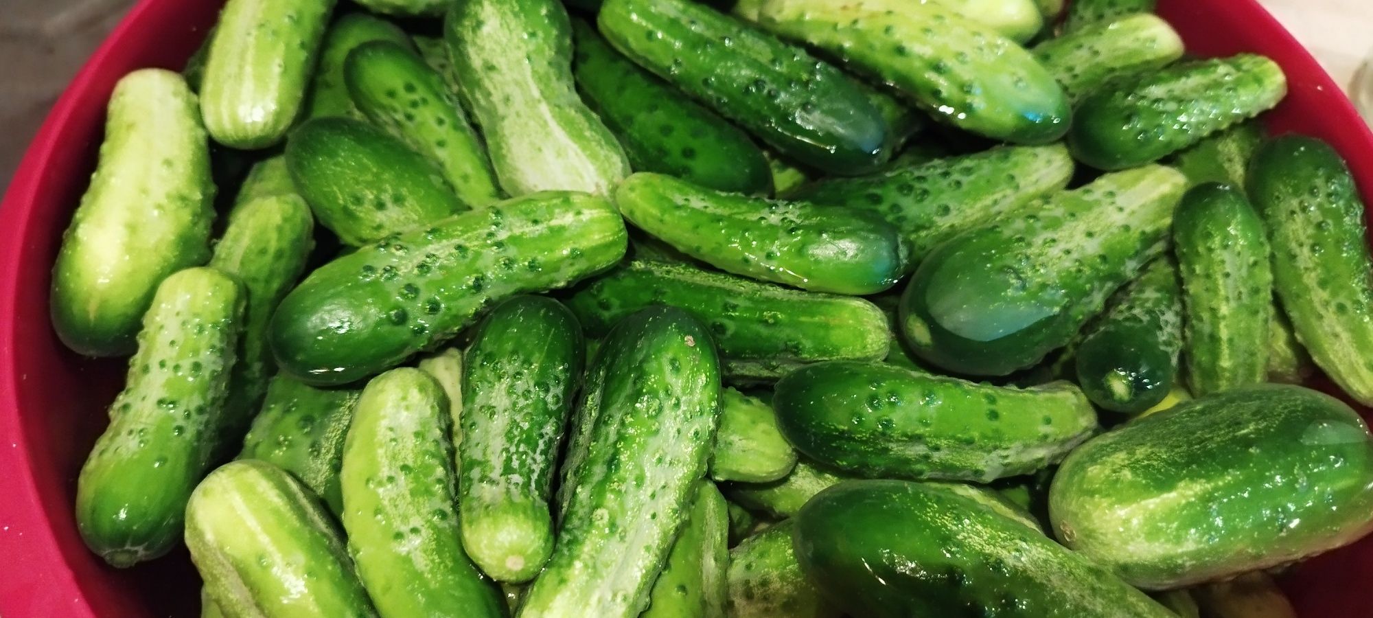 Ogórki gruntowe śremskie