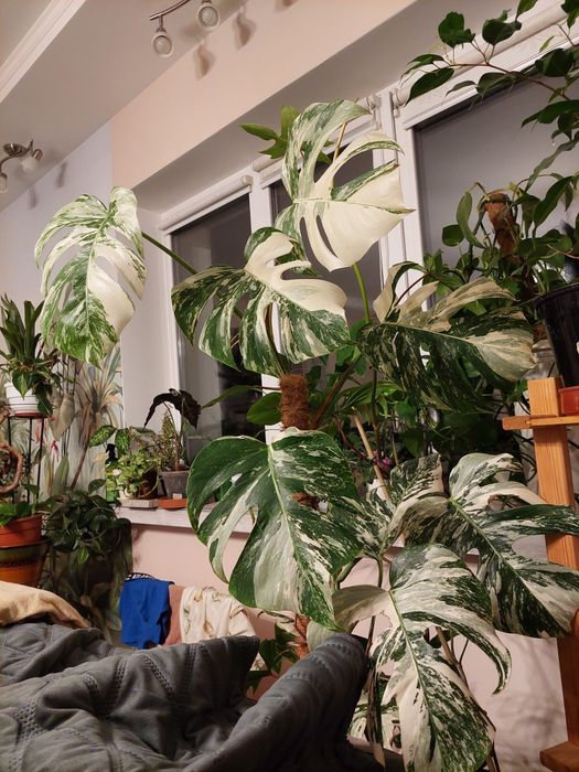 Монстера Альба варієгатна. Monstera Albo.