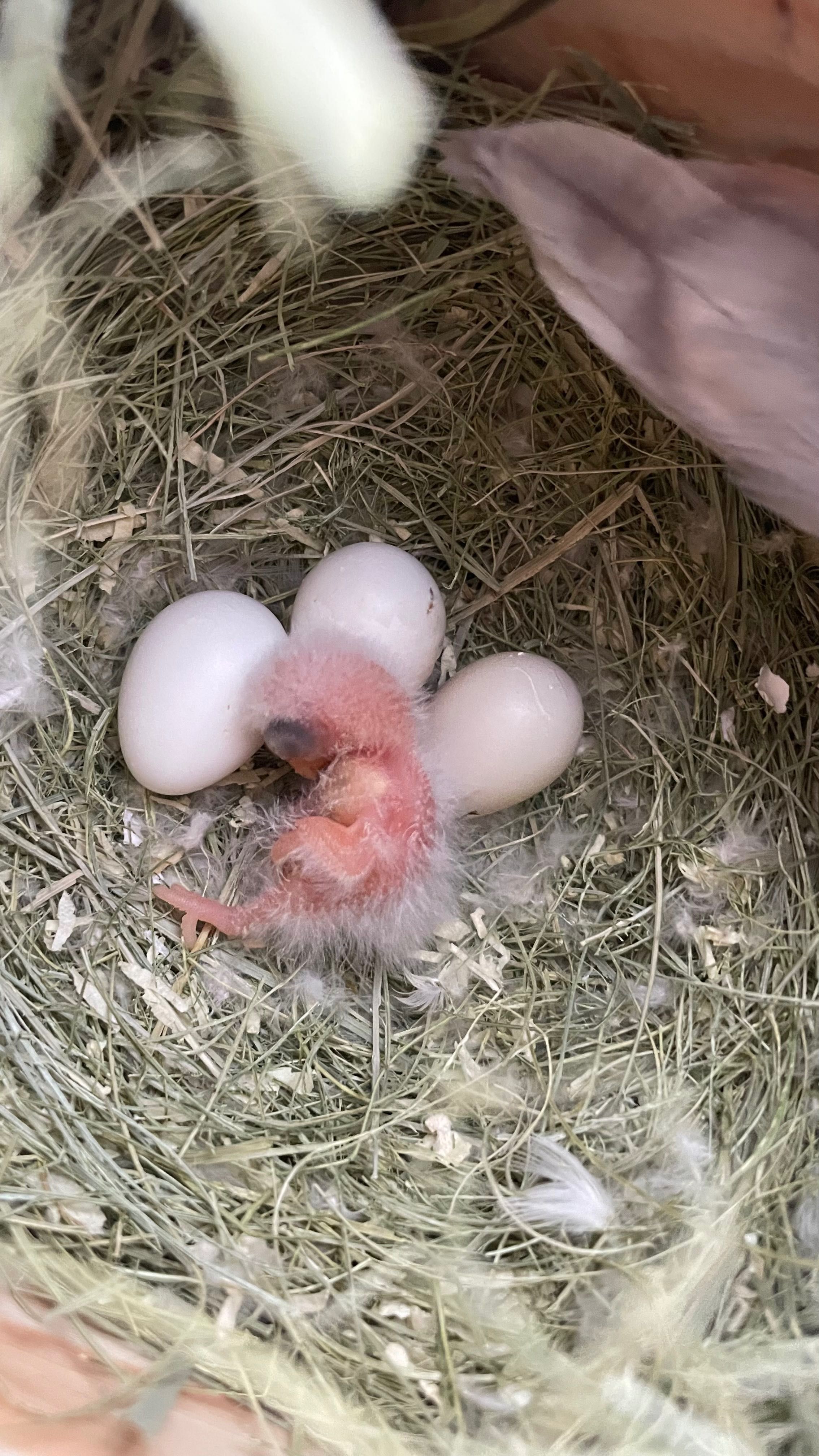 Agapornis para criar a mão