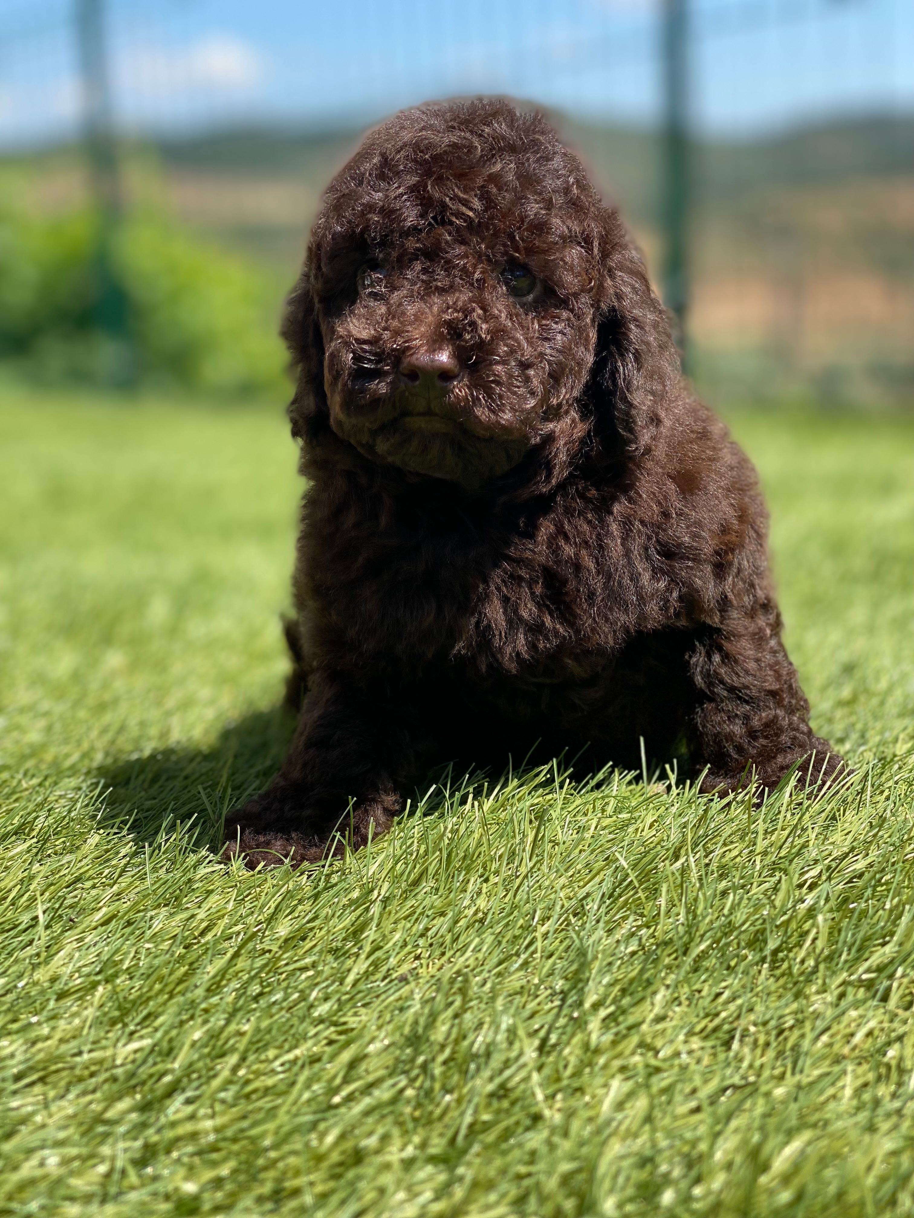 Lindo puppy de poodle toy procura novo dono!!!