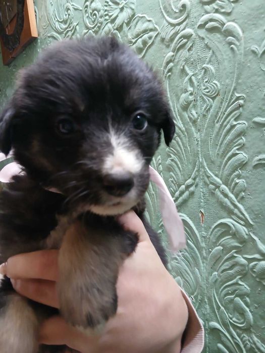 Отдам щенков в добрые руки