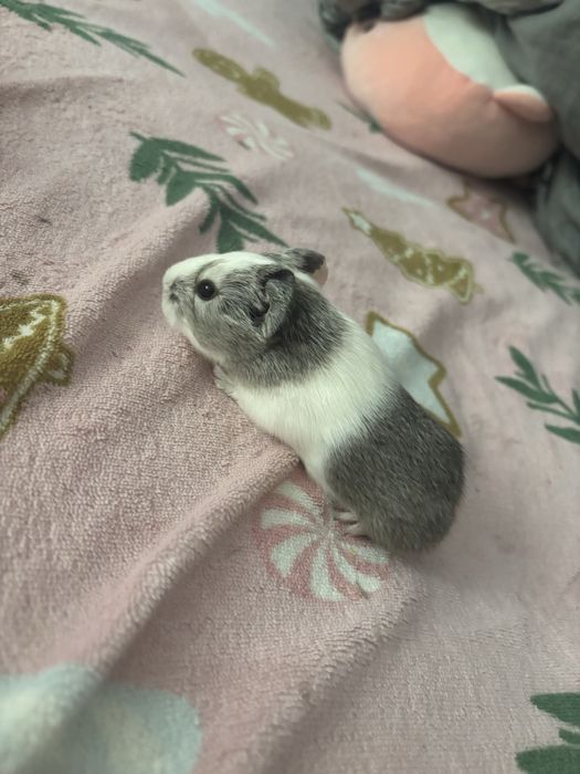 Sprzedam świnki morskie