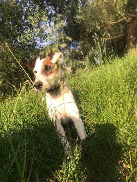 Вʼязка Джек Рассел