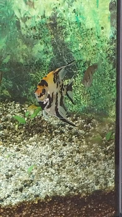 Aquario com peixes e plantas naturais