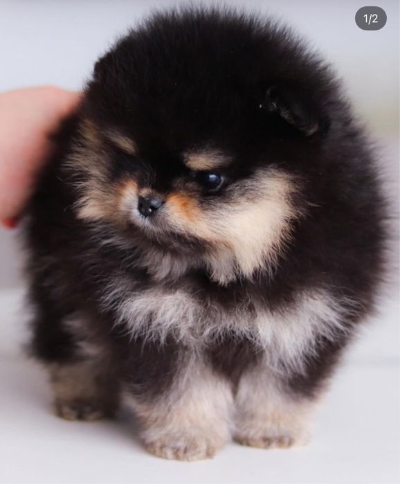 Pomeranian szpic miniaturowy / linia azjatycka/ black and tan ZKwP FCI