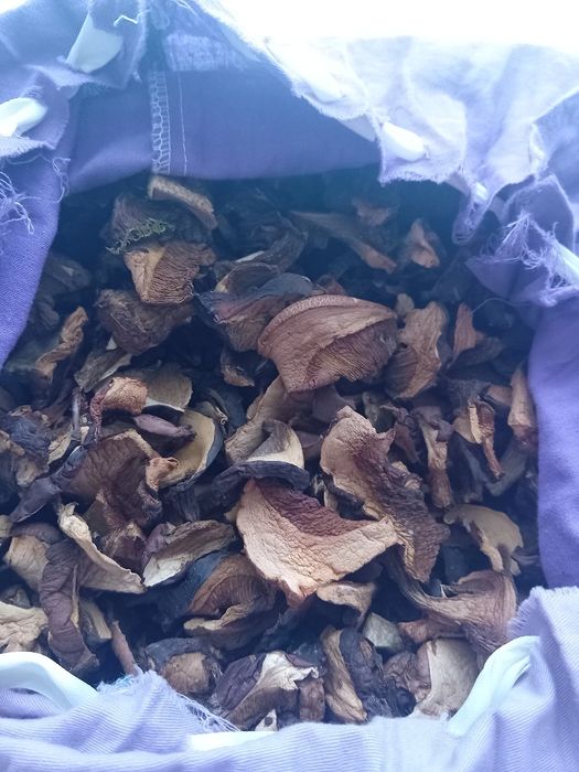 Grzyby suszone tegoroczne