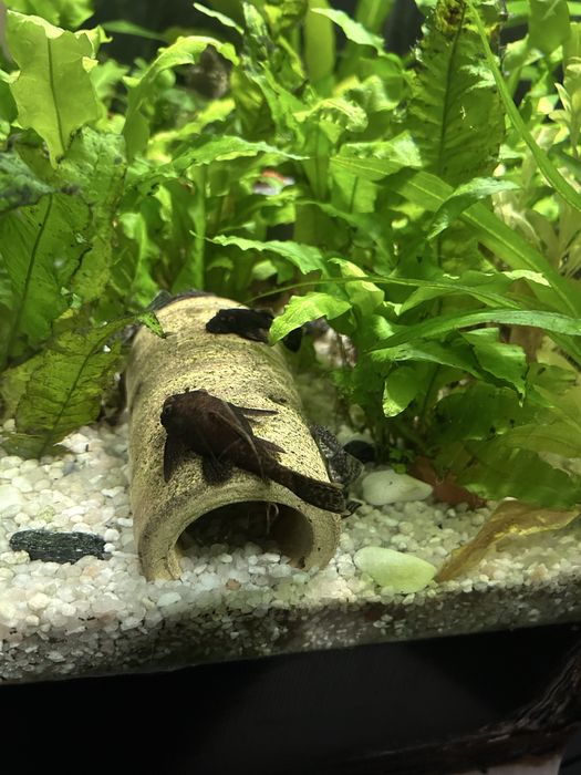 Aquario,plantas,peixes e motor