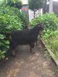 cabras anãs sem chifres