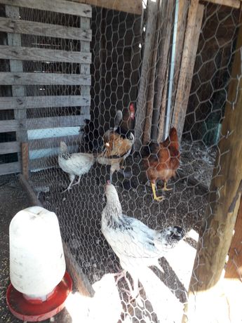 Pintos frangos e galinhas de várias raças