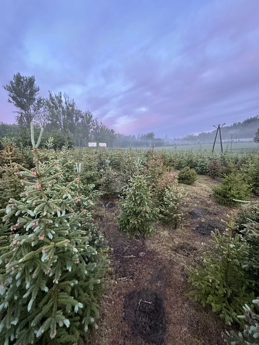 Świerk srebrny ogordzenie żywopłot sadzenie transport